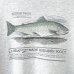 画像5: 90s USA製 L.L.BEAN FISH TEE SHIRT