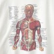 画像2: 00s ANATOMICAL CHART ART TEE SHIRT (2)